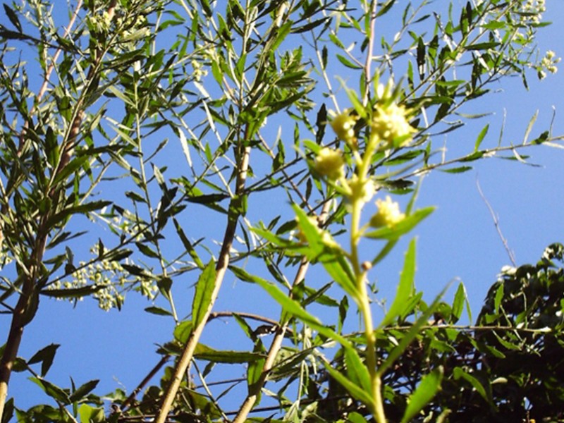 Foto Alecrim do Campo (Baccharis dracunculifolia)